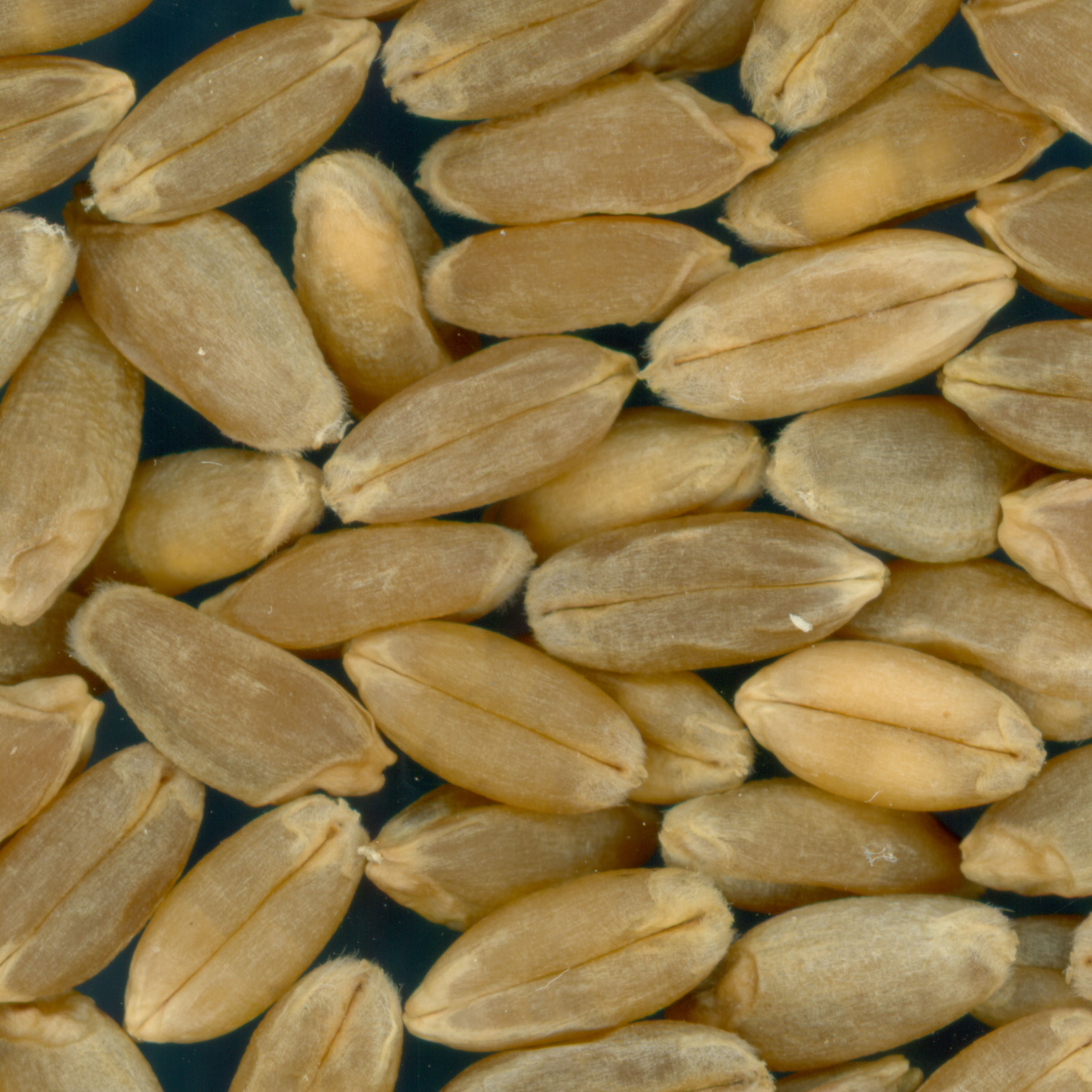 KERNELS
